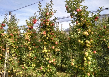 Pneumatisches Entlaubungsgerät für Obstbau