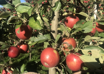 Pneumatisches Entlaubungsgerät für Obstbau