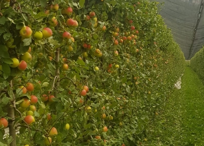 Pneumatisches Entlaubungsgerät für Obstbau