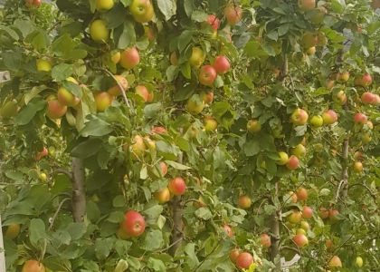 Pneumatisches Entlaubungsgerät für Obstbau